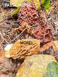 Attēlu rezultāti vaicājumam “Gyromitra esculenta”