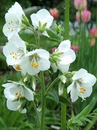 Image result for Polemonium coeruleum album