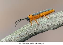 Attēlu rezultāti vaicājumam “Oberea oculata”