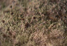 Attēlu rezultāti vaicājumam “Chaenotheca gracilenta”