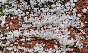 Attēlu rezultāti vaicājumam “Ceratiomyxa fruticulosa plasmodium”