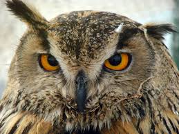 Attēlu rezultāti vaicājumam “Strigiformes”