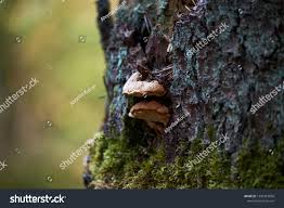 Attēlu rezultāti vaicājumam “Phellinus robustus”