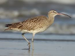 Attēlu rezultāti vaicājumam “Numenius phaeopus”