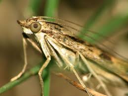 Attēlu rezultāti vaicājumam “Plutellidae”