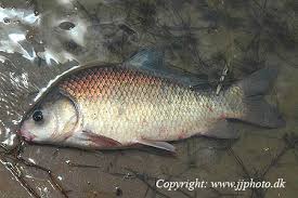 Image result for Ictiobus bubalus