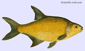 Image result for Abramis brama