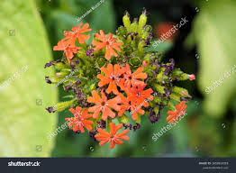 Attēlu rezultāti vaicājumam “Silene chalcedonica flower”