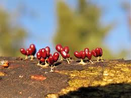Attēlu rezultāti vaicājumam “Leocarpus fragilis young”