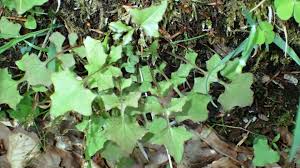 Attēlu rezultāti vaicājumam “Mycelis muralis”