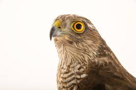 Attēlu rezultāti vaicājumam “Accipiter nisus female”