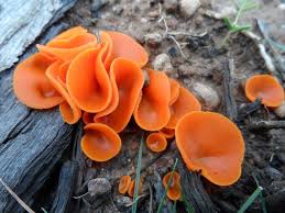 Attēlu rezultāti vaicājumam “Aleuria aurantia”