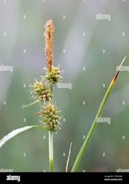 Attēlu rezultāti vaicājumam “Carex viridula flower”