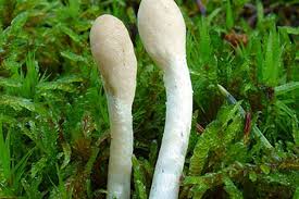 Attēlu rezultāti vaicājumam “Podostroma leucopus”