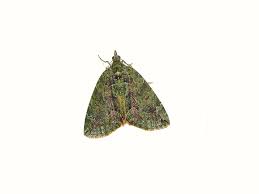 Attēlu rezultāti vaicājumam “Chloroclysta siterata”