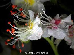 Attēlu rezultāti vaicājumam “Aesculus hippocastanum flower”