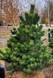 Attēlu rezultāti vaicājumam “Pinus nigra fruit”
