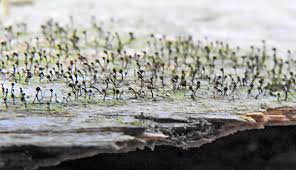 Attēlu rezultāti vaicājumam “Chaenotheca laevigata”