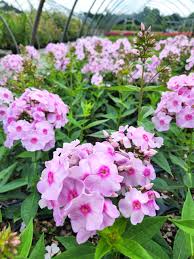 Attēlu rezultāti vaicājumam “Phlox paniculata”
