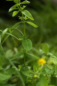 Attēlu rezultāti vaicājumam “Hypericum maculatum leaf”