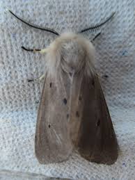 Attēlu rezultāti vaicājumam “Diaphora mendica”