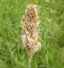 Attēlu rezultāti vaicājumam “Carex disticha”