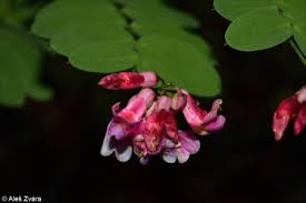Attēlu rezultāti vaicājumam “Lathyrus niger leaf”