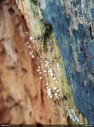 Attēlu rezultāti vaicājumam “Lycogala roseosporum sessile”