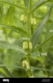 Attēlu rezultāti vaicājumam “Polygonatum verticillatum”