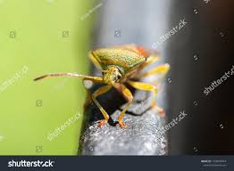 Attēlu rezultāti vaicājumam “Elasmostethus interstinctus nymph”