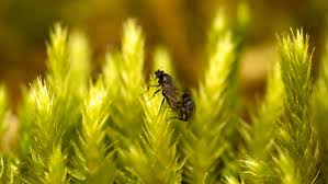 Attēlu rezultāti vaicājumam “Phoridae”