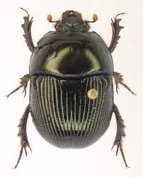 Attēlu rezultāti vaicājumam “Geotrupes”