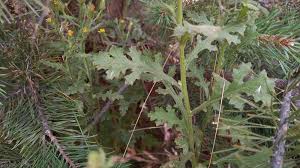 Attēlu rezultāti vaicājumam “Senecio viscosus leaf”