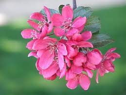 Attēlu rezultāti vaicājumam “Malus purpurea”