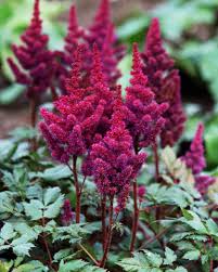 Attēlu rezultāti vaicājumam “Astilbe chinensis bud”