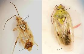 Attēlu rezultāti vaicājumam “Lygus pratensis”