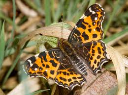 Attēlu rezultāti vaicājumam “Araschnia levana”