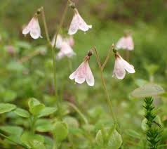 Attēlu rezultāti vaicājumam “Linnaea borealis fruit”