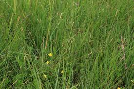 Attēlu rezultāti vaicājumam “Danthonia decumbens bud”
