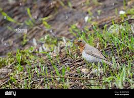 Image result for Turdus ruficollis