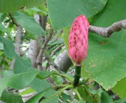 Attēlu rezultāti vaicājumam “Magnolia acuminata fruit”