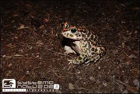 Attēlu rezultāti vaicājumam “Pseudepidalea viridis”