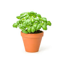 Image result for Basilikum