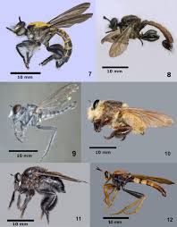 Attēlu rezultāti vaicājumam “Asilidae”