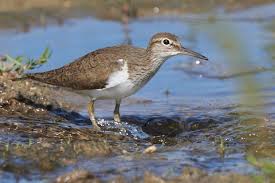 Attēlu rezultāti vaicājumam “Actitis hypoleucos”