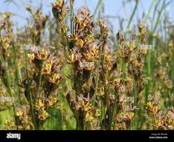Attēlu rezultāti vaicājumam “Juncus gerardii flower”