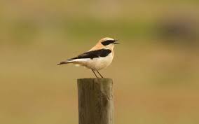 Image result for Oenanthe hispanica