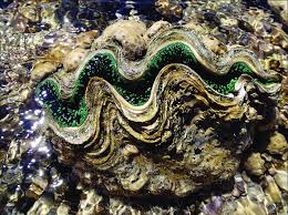 Image result for tridacna