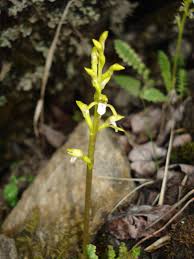 Attēlu rezultāti vaicājumam “Corallorhiza trifida”