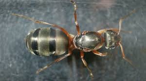 Attēlu rezultāti vaicājumam “Formica rufa imago”